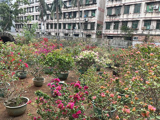 蛤蜊的繁殖奇观：某些物种如何根据月相同步产卵