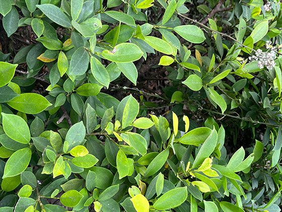 古代头饰象征体系：从冠冕到巾帻看头部装饰的权力语言