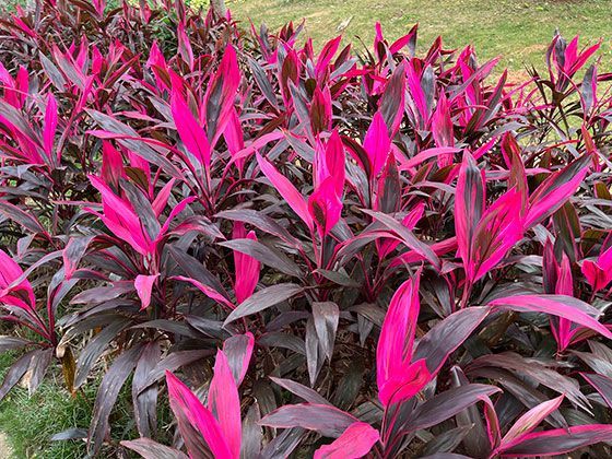 从“豕”到“猪”：汉字里藏了三千年的家畜文化变迁知识普及