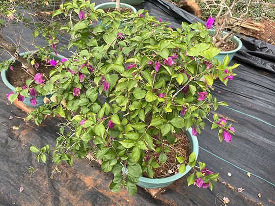 领养代替购买时，如何核实所谓“品种猫狗”的真实来源？