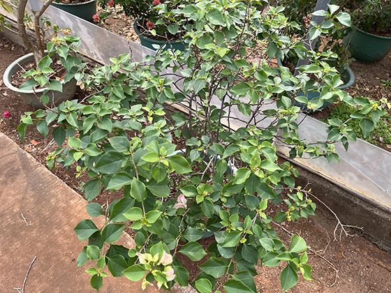 山东临淄“蹴鞠小镇”火了！古代足球起源地如何靠“非遗+文旅”圈粉Z世代