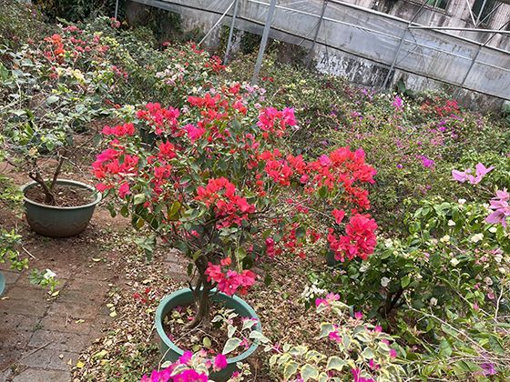 冰川湖底的奇异龟裂：冰水退却后湖床黏土的特殊收缩模式