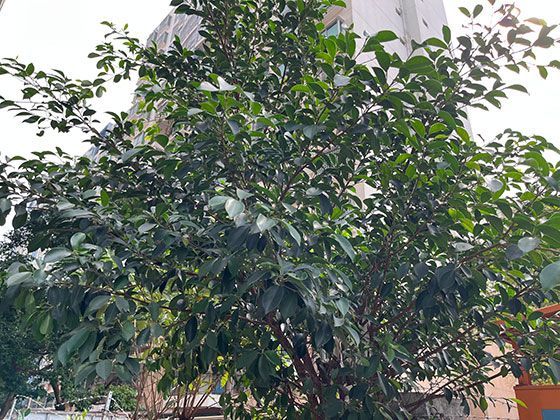 拳击手套发展史：从裸露拳击到现代防护装备的技术革新