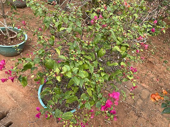 固态电池成本高昂，普通消费者何时能买到亲民车型？