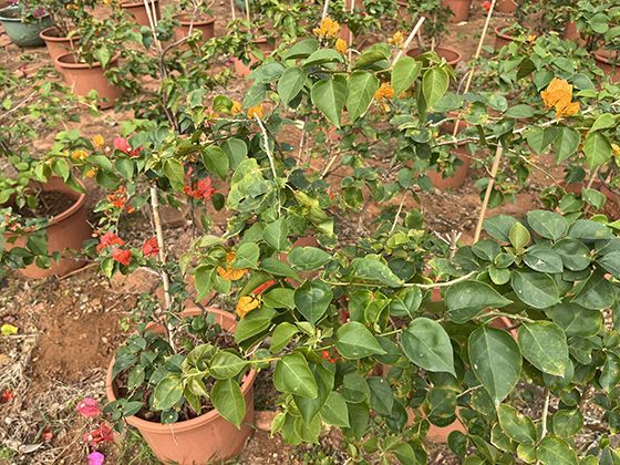 吊兰浇水的科学时机：肉质根系如何平衡储水与呼吸需求