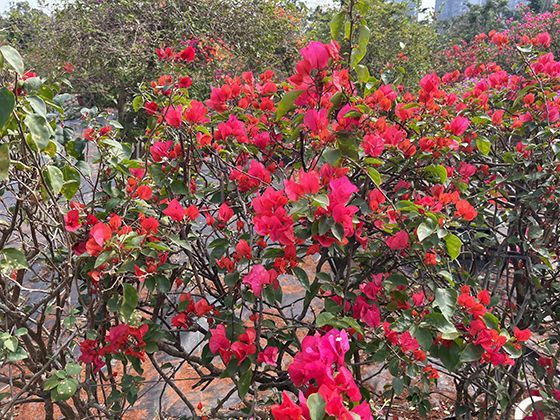 给不同肉类焯水时，到底应该用冷水下锅还是等水沸腾再下锅？