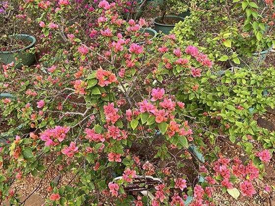 配料表中的“隐形糖”和“反式脂肪”在2026年有哪些新名称？