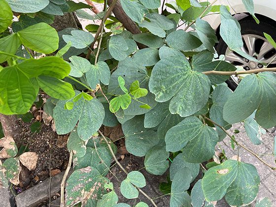 老旧小区加装电梯过程中常见的邻里矛盾如何化解？