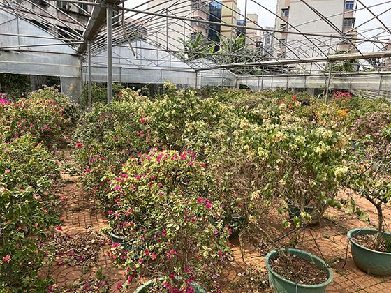 花朵温度调节之谜：某些植物如何通过产热吸引传粉昆虫