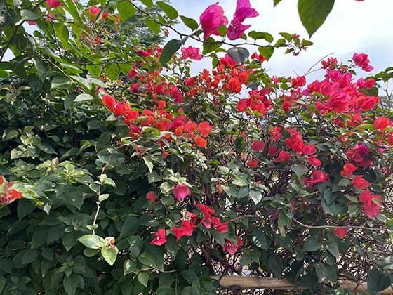 短期记忆与长期学习：章鱼如何通过观察快速掌握开瓶技巧？