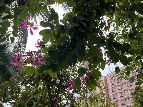 河狸在生态系统中的关键角色：如何成为其他生物的“基石物种”