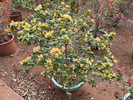 海洋生态晴雨表：水母种群暴增如何反映海洋环境变化