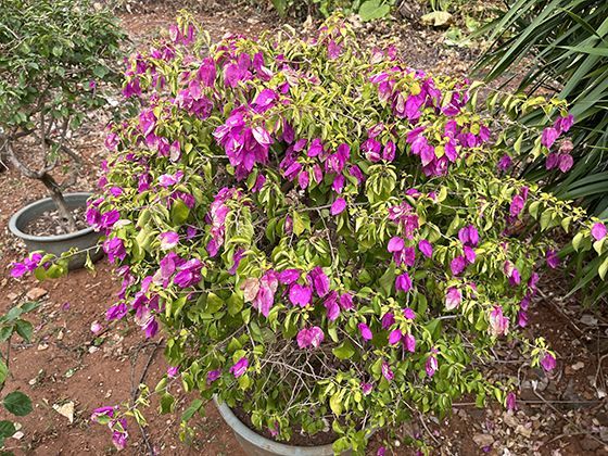 给不同年龄段孩子发放压岁钱的适当金额与意义是什么？