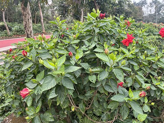 轮候公租房期间，如何查询自己的排队序号与进度？