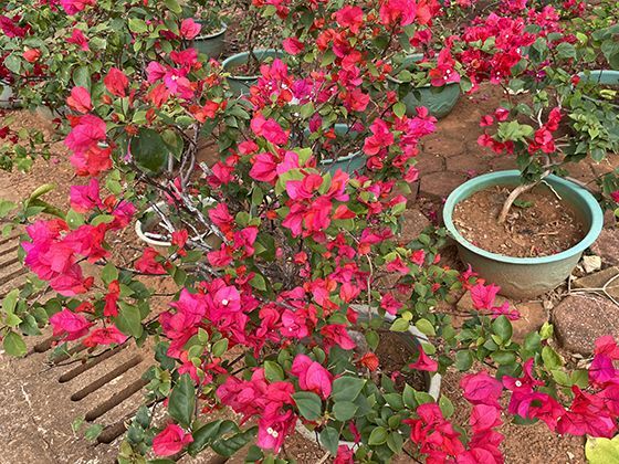 魔术“绳子切割复原”的进阶技巧：从入门级到专业级的手法升级与表演思路