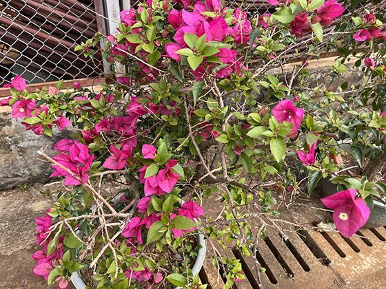 午睡超过30分钟进入深睡眠后为何难以清醒？