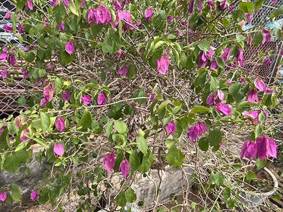 荧光矿物的自然之光：紫外线下萤石与方解石的色彩变幻奥秘