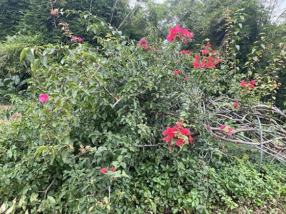 《利刃出鞘3：未完成的证词》以“证词”为线索暗示关键证据缺失或伪造，悬念拉满