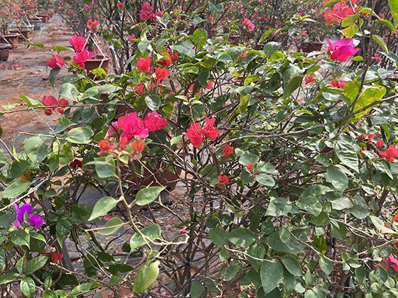 摩天大楼的隐形脊梁：钢铁结构如何塑造了现代城市的天际线与空间？