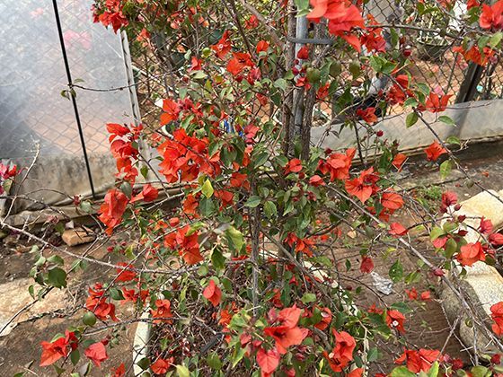 短暂而灿烂的生命：探讨章鱼为何在繁殖后走向生命终点的自然之谜。