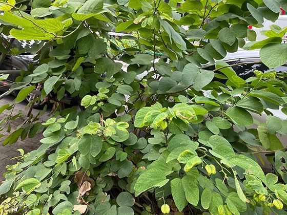 不同气候带的雪有专属名称：温带“雨夹雪”与寒带“干雪”的命名逻辑