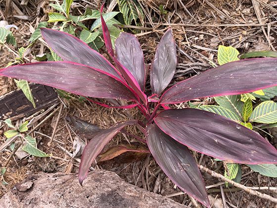 沙丘类型的形态密码：新月形与线形沙丘如何反映风向规律