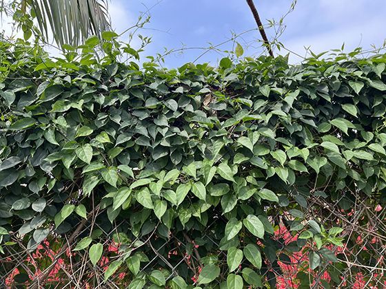 豆科植物的固氮魔法：豆角根系如何自然改良土壤结构