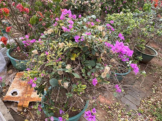 揭秘全球5处神秘黑沙滩：为何沙粒呈墨色？背后藏着地理知识密码