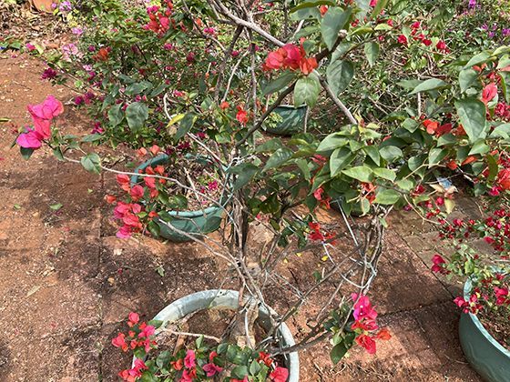 犬类行为揭秘：摇尾、露腹，这些常见动作背后隐藏着怎样的沟通密码？