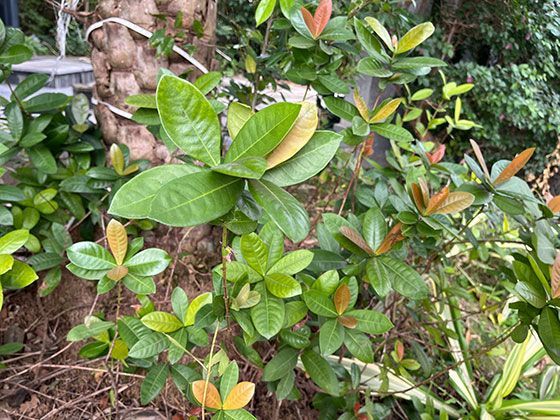 迷你香猪真的“迷你”？宠物猪名称背后的冷知识科普