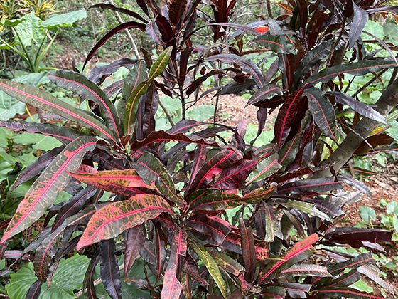 外出就餐打包的剩菜，回家后应该如何处理和储存？