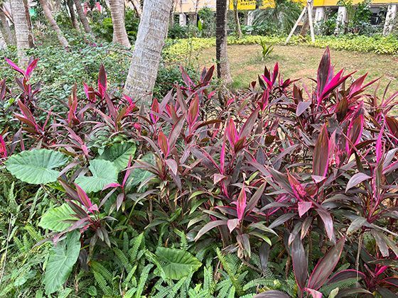 沙尘与冰川的对话：青藏高原冰芯中沙尘层的气候指示意义