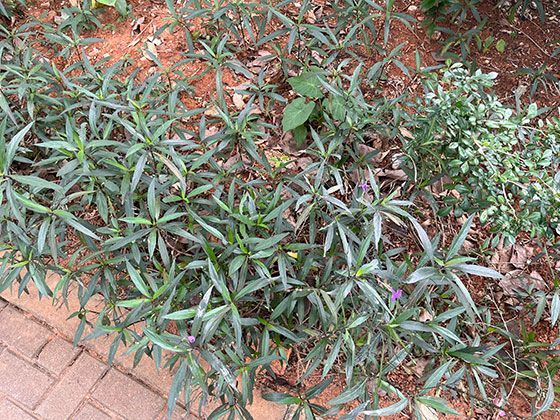 雨蛙的攀爬绝技：指尖吸盘如何帮助其在垂直表面自由移动