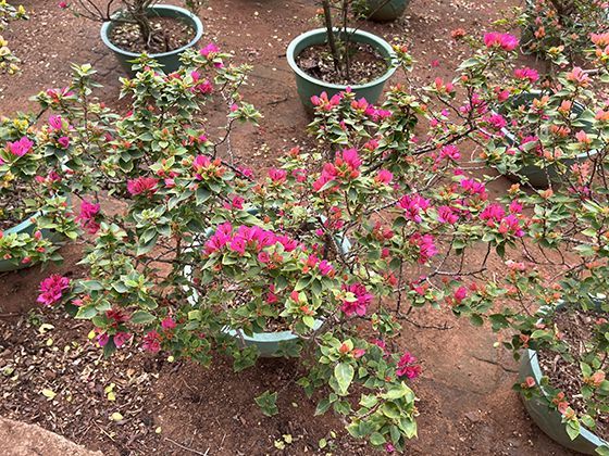 不同季节购买的花草苗木，回家后应如何进行缓苗处理？