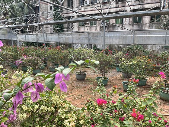 绿萝的世界旅行史：从所罗门群岛到全球室的室内植物明星