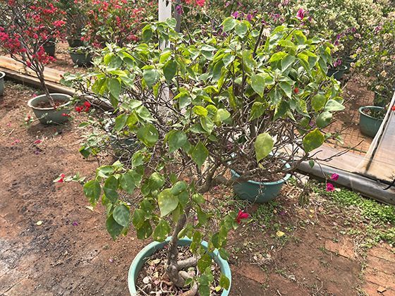 艺术大师笔下的常客：马蹄莲如何成为现代绘画与雕塑的灵感。